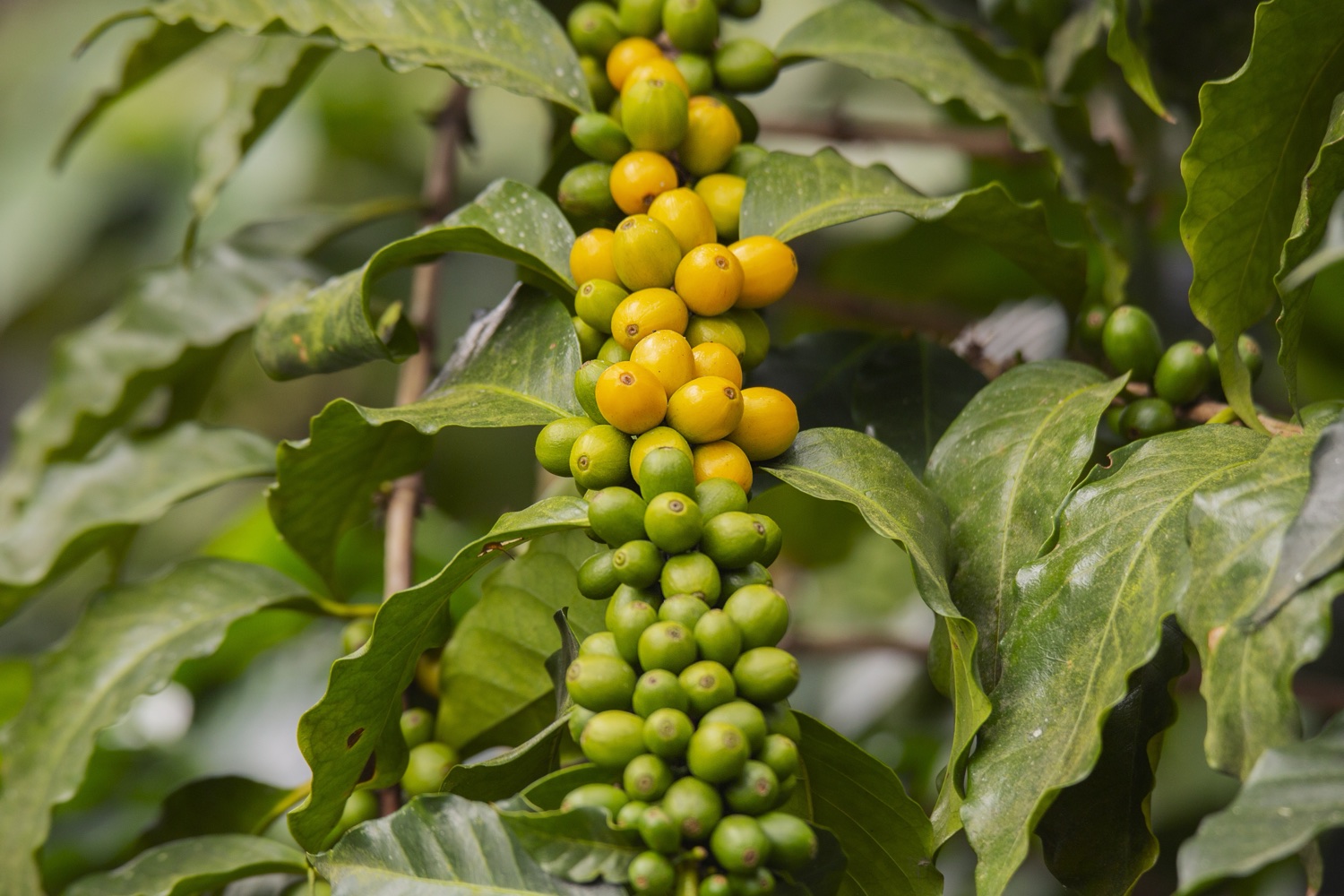 Cerezas de café madurando en la planta